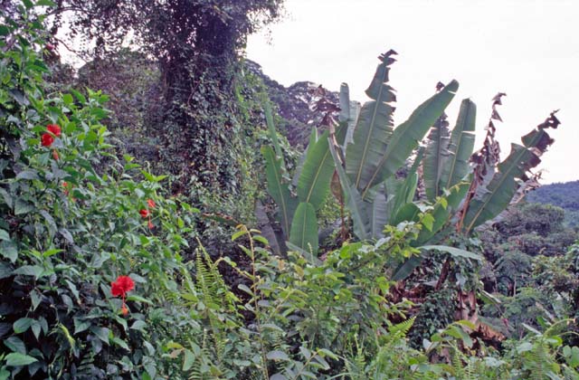 Jungle around Mt. Kinabalu. Sabah,  Malaysia.