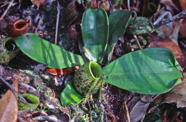 Meat eating flowers at Bako national park. Sarawak,  Malaysia.