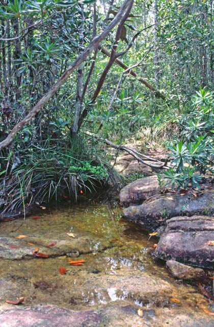 Bako national park. Sarawak,  Malaysia.