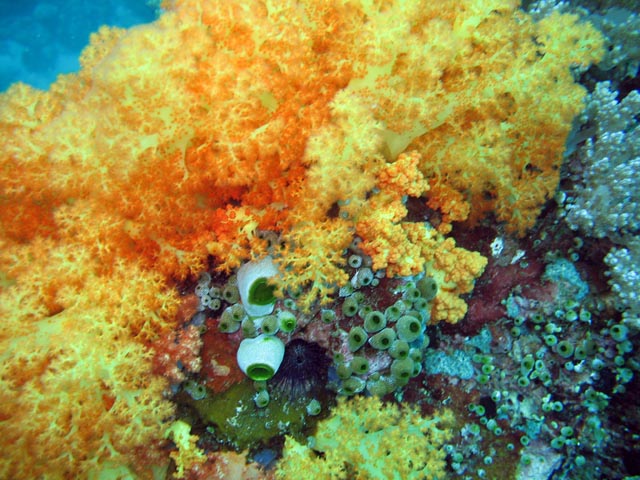 Diving around Bangka island, Sahaung dive site. Sulawesi,  Indonesia.