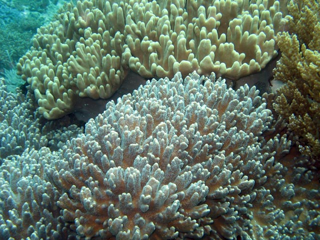 Diving around Bangka island, Sahaung dive site. Sulawesi,  Indonesia.