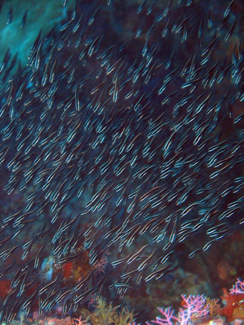 Diving around Bunaken island, Timur dive site. Sulawesi,  Indonesia.