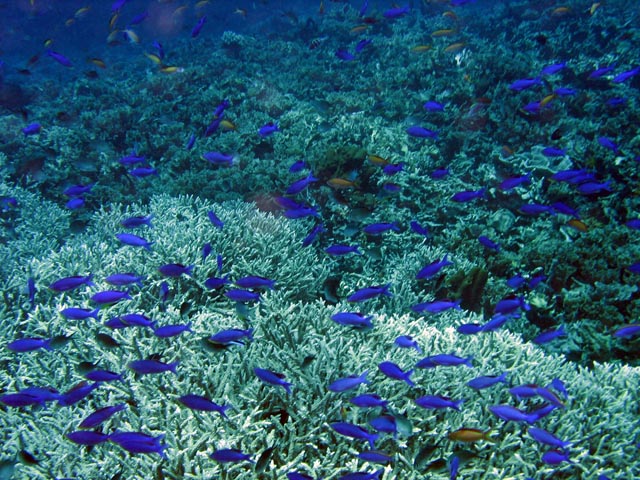 Diving around Bunaken island, Fukui dive site. Sulawesi,  Indonesia.