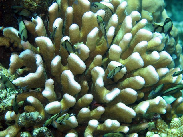 Diving around Bunaken island, Fukui dive site. Sulawesi,  Indonesia.