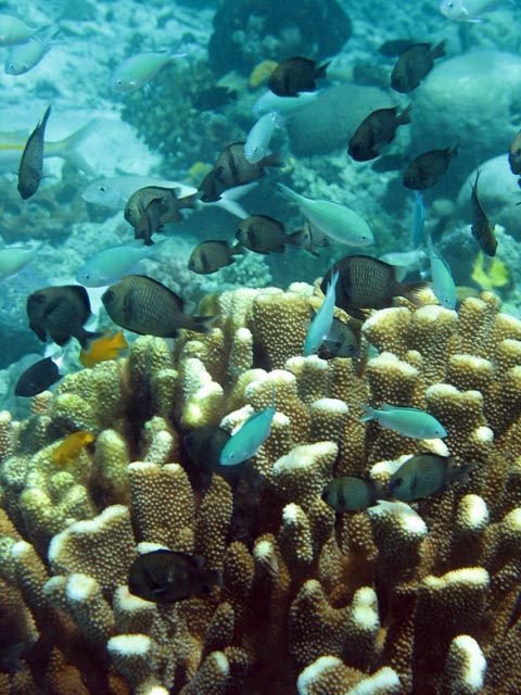 Diving around Bunaken island, Fukui dive site. Sulawesi,  Indonesia.