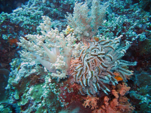 Diving around Bunaken island, Siladan I dive site. Sulawesi,  Indonesia.
