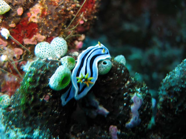 Chromodoris boucheti nudibranch.  Diving around Bunaken island, Siladan I dive site. Sulawesi,  Indonesia.