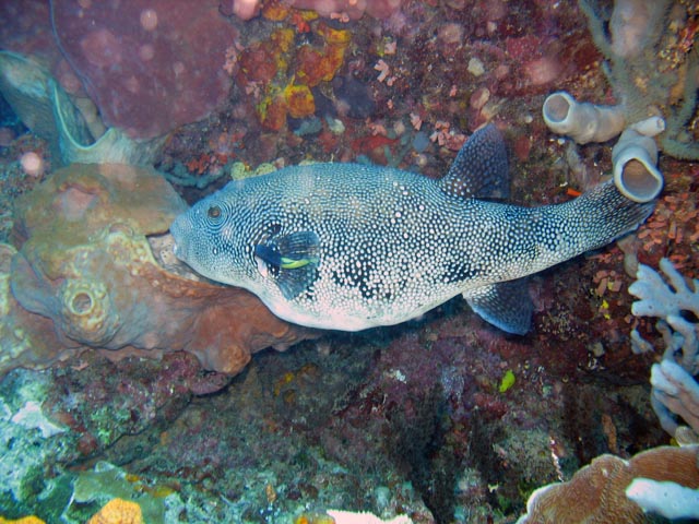 Starry Pufferfish (Arothron stellatus ). Diving around Bunaken island, Lekuan III dive site. Sulawesi,  Indonesia.