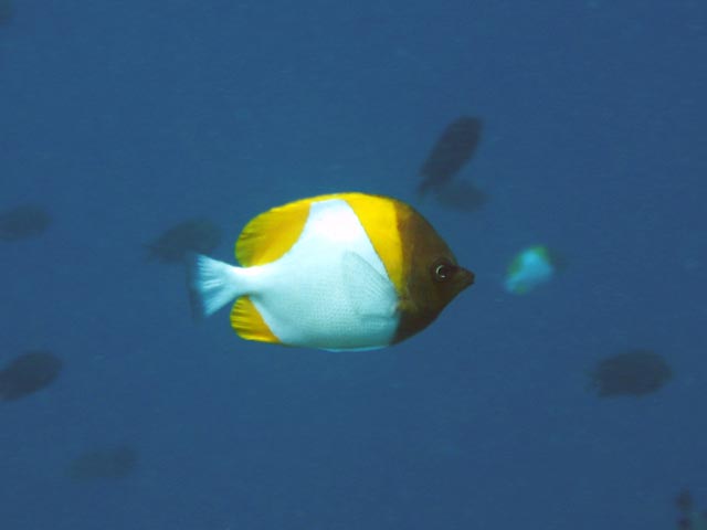 Diving around Bunaken island, Lekuan I dive site. Sulawesi,  Indonesia.
