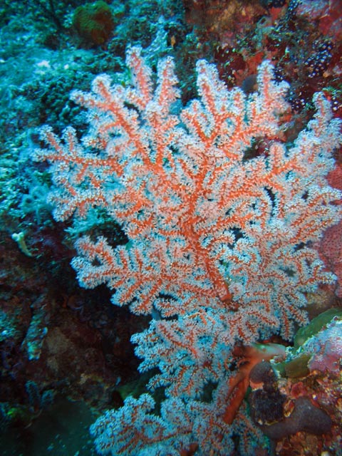 Diving around Bunaken island, Mandolin dive site. Sulawesi,  Indonesia.