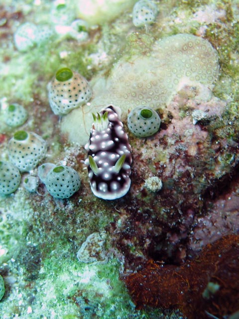 Nudibranch. Diving around Bunaken island, Mandolin dive site. Sulawesi,  Indonesia.