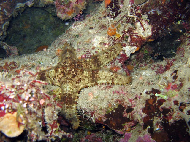 Diving around Bunaken island, Chelo Chelo dive site. Sulawesi,  Indonesia.