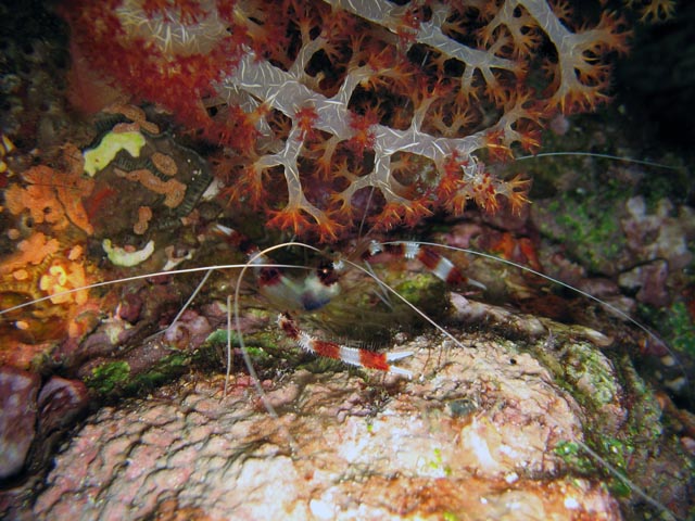 Diving around Bunaken island, Chelo Chelo dive site. Sulawesi,  Indonesia.
