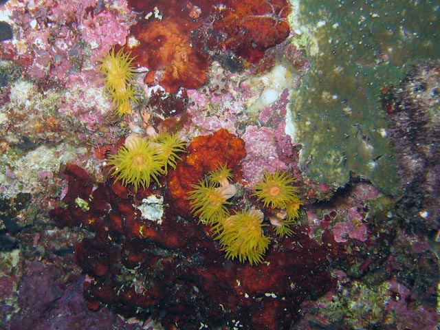 Diving around Bunaken island, Chelo Chelo dive site. Sulawesi,  Indonesia.