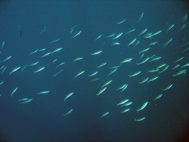 Diving around Bunaken island, Alban dive site. Sulawesi,  Indonesia.