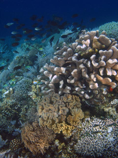 Diving around Bunaken island, Alban dive site. Sulawesi,  Indonesia.
