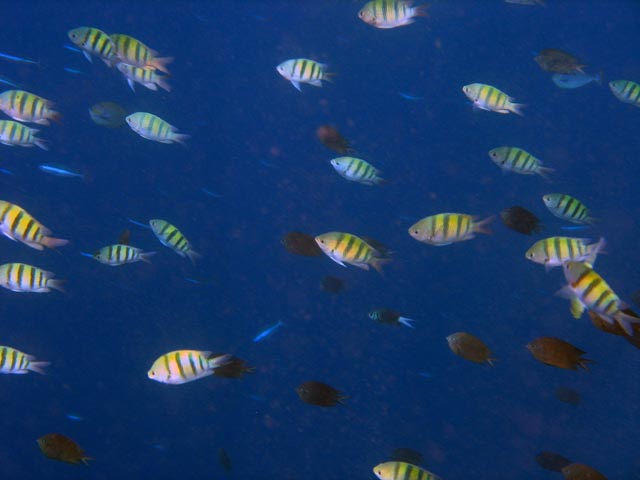 Diving around Bunaken island, Alban dive site. Sulawesi,  Indonesia.