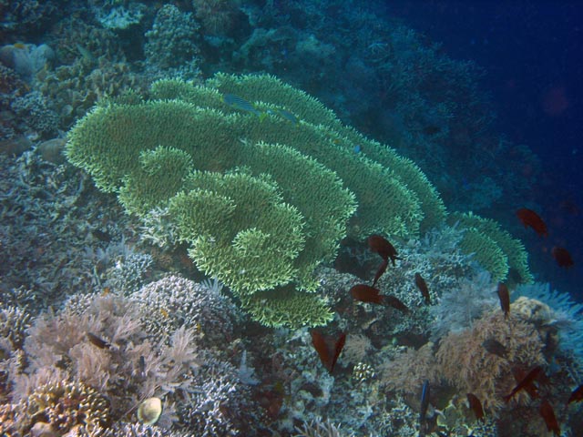Diving around Bunaken island, Alban dive site. Sulawesi,  Indonesia.
