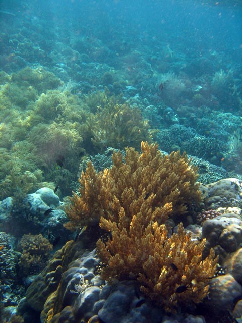 Diving around Bunaken island, Alban dive site. Sulawesi,  Indonesia.