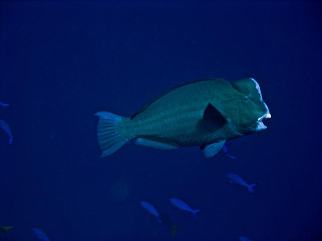 Double-headed Parrotfish (Bolbometopon muricatum). Diving around Togian islands, Kadidiri, Taipee Wall dive site. Sulawesi,  Indonesia.