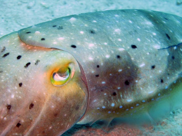 Squid, Diving around Togian islands, Kadidiri, Labyrinth dive site. Sulawesi,  Indonesia.