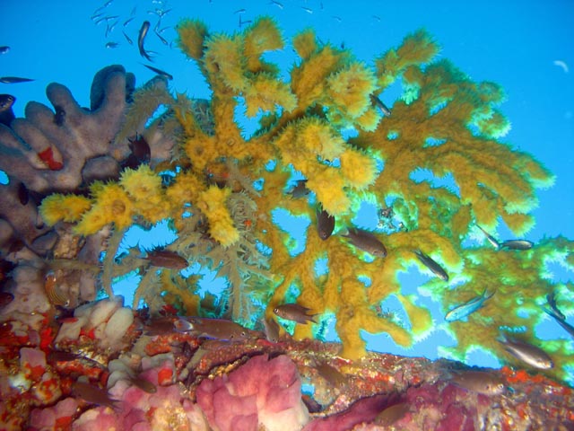 Diving around Togian islands, Kadidiri, around plane wreck B24 from the 2nd World War. Sulawesi,  Indonesia.