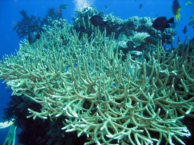 Diving around Togian islands, Kadidiri, Two Canyons dive site. Sulawesi,  Indonesia.