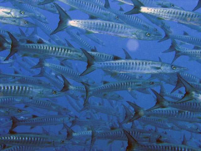 Barracudas. Diving around Togian islands, Una Una, Apollo dive site. Sulawesi,  Indonesia.