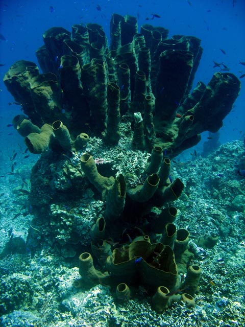 Diving around Togian islands, Una Una, Fishermania/Pinnacle dive site. Sulawesi,  Indonesia.