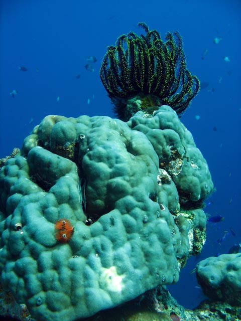 Diving around Togian islands, Una Una, Fishermania/Pinnacle dive site. Sulawesi,  Indonesia.