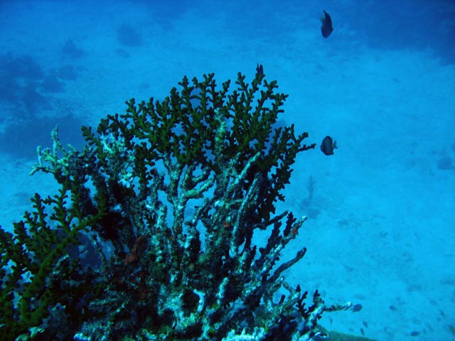Diving around Togian islands, Kadidiri, Dominic Rock dive site. Sulawesi,  Indonesia.