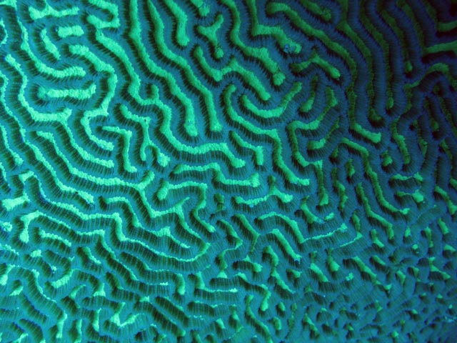 Diving around Togian islands, Kadidiri, Dominic Rock dive site. Sulawesi,  Indonesia.