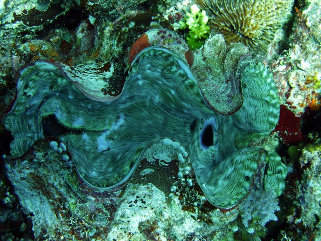 Giant Clam, Diving around Togian islands, Kadidiri, Dominic Rock dive site. Sulawesi,  Indonesia.