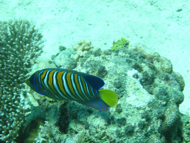 Regal angelfish (Pomacanthus diacanthus). Diving around Togian islands, Kadidiri, Dominic Rock dive site. Sulawesi,  Indonesia.