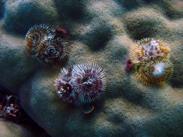 Diving around Togian islands, Kadidiri, Taipai island dive site. Sulawesi,  Indonesia.