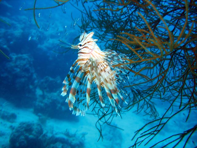 Lionfish. Diving around Biak islands, Catalina wreck dive site. Papua,  Indonesia.