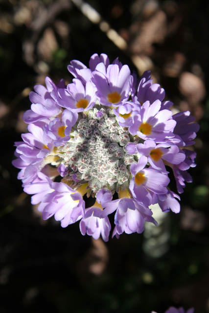 Flowers on the way to Mt. Victoria. Chin State. Myanmar (Burma).