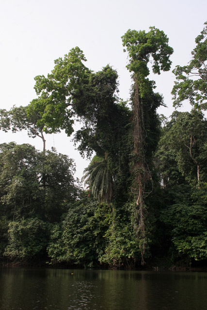 Lobe River. Cameroon.