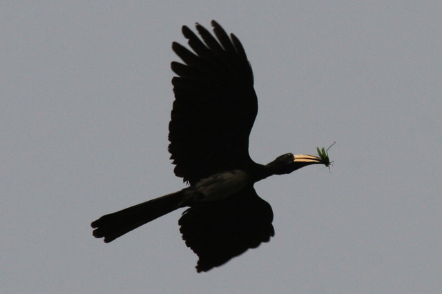 Hornbill, Lobe River. Cameroon.