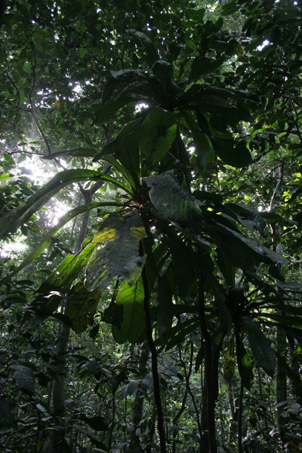 The Korup National Park is in western Cameroon against the Nigerian border. It has 1259 sq km of tropical rainforest known for its high biological diversity, including more than 50 species of large mammals. Cameroon.