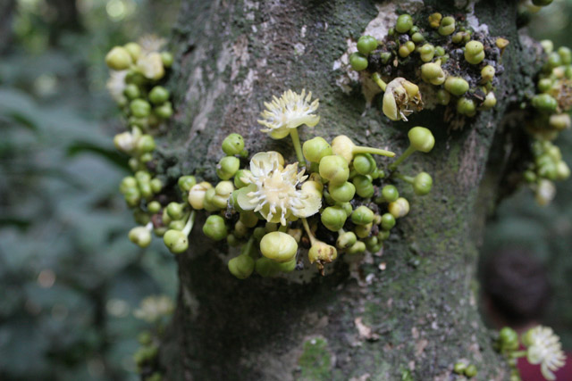 The Korup National Park is in western Cameroon against the Nigerian border. It has 1259 sq km of tropical rainforest known for its high biological diversity, including more than 50 species of large mammals. Cameroon.