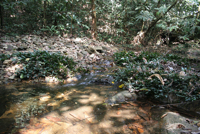 The Korup National Park is in western Cameroon against the Nigerian border. It has 1259 sq km of tropical rainforest known for its high biological diversity, including more than 50 species of large mammals. Cameroon.