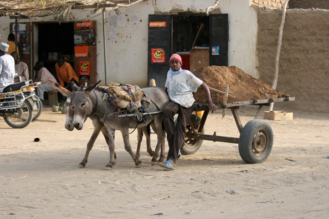 Building material transport. Lake Chad area. Cameroon.