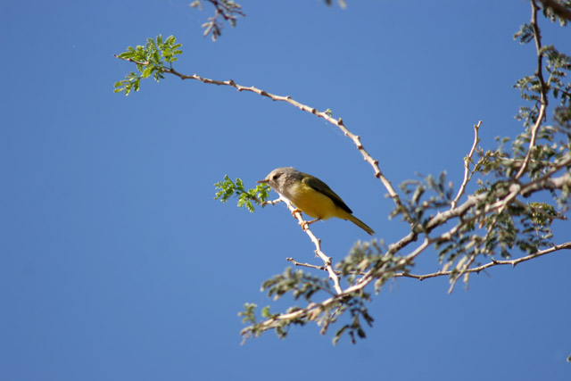 Bird. Mountain village Djingliya at Mandara Mountains. Cameroon.