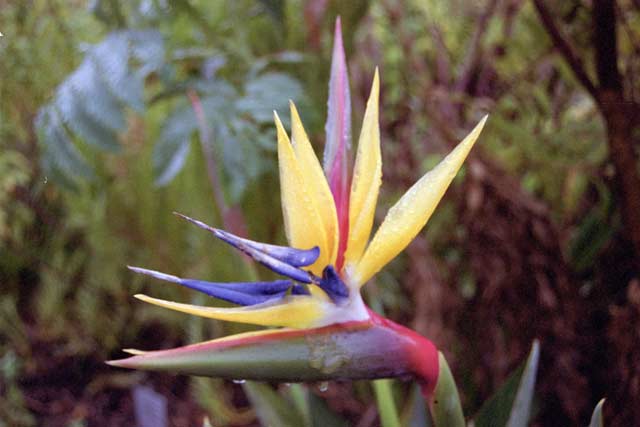 Strelicia flower, Cape Town. South Africa.