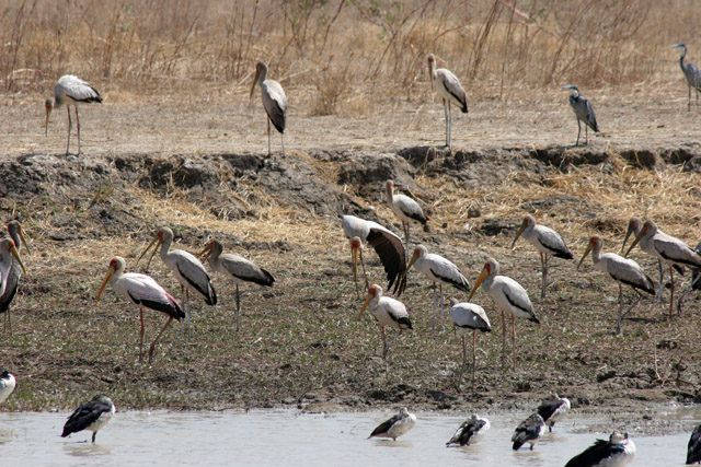 Water birds, Waza National Park. Cameroon.