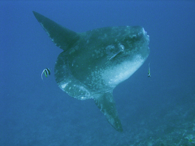 Ocean Sunfish (Mola Mola) at Crystal Bay dive site near Nusa Penida island. Bali,  Indonesia.