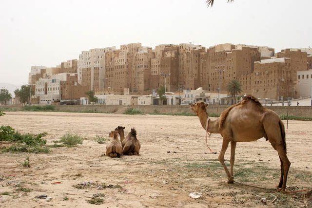 View at Shibam town called Manhattan of desert. Most of local houses are mudy-skyscrapers. Wadi Hadramawt area. Yemen.
