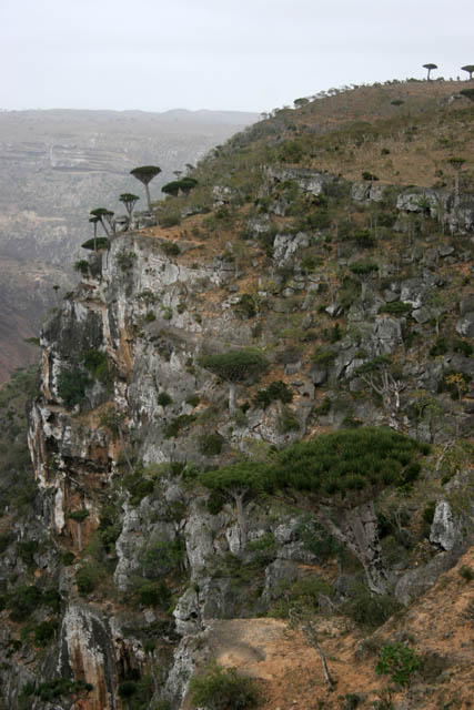 View around Dixam Plateau - Dae'rho Canyon. Socotra (Suqutra) island. Yemen.