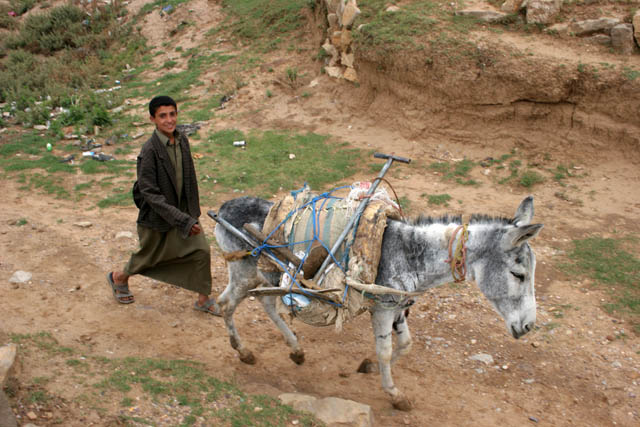 Going to the work. Fields area around Hababah village. Yemen.